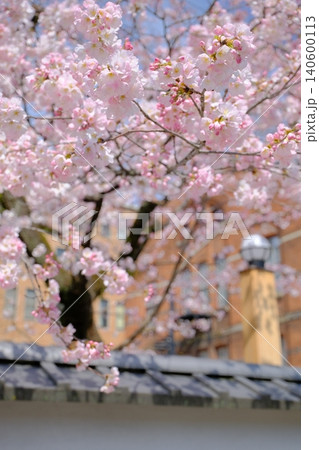 京都の早咲き桜の和のイメージフォト 140600113