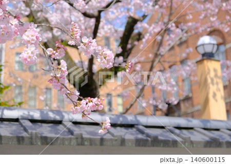 京都の早咲き桜の和のイメージフォト 京都の早咲き桜の和のイメージフォト 140600115