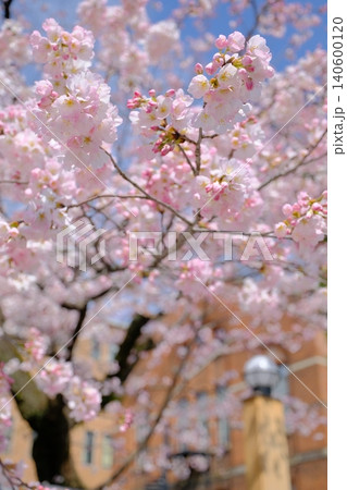 京都の早咲き桜の和のイメージフォト 140600120