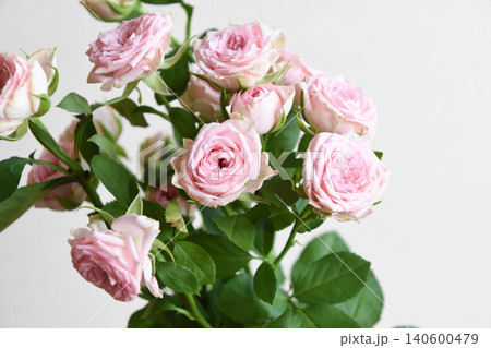 ピンクの薔薇 140600479