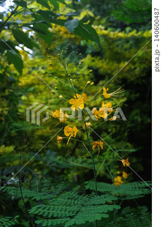 Peacock yellow Flower (Caesalpinia Pulcherrima) Plant Peacock yellow Flower (Caesalpinia Pulcherrima) Plant 140600487