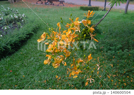 Delonix regia 'Golden' (Flame tree) flower blooming Delonix regia 'Golden' (Flame tree) flower blooming 140600504