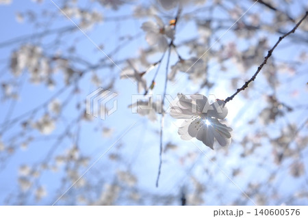 ビル街に咲く桜の春イメージフォト ビル街に咲く桜の春イメージフォト 140600576