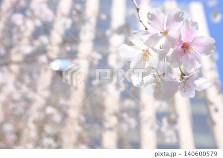 ビル街に咲く桜の春イメージフォト 140600579