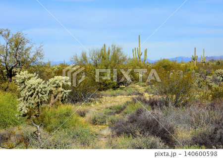 Old Saguaro Cactus Sonora desert Arizona Old Saguaro Cactus Sonora desert Arizona 140600598