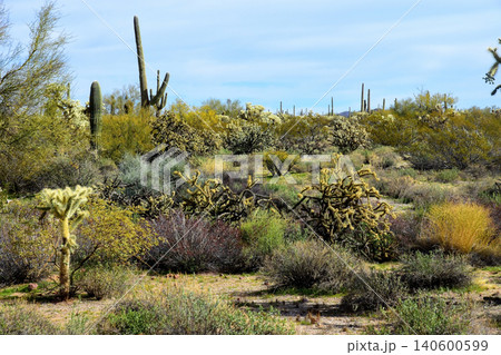 Old Saguaro Cactus Sonora desert Arizona Old Saguaro Cactus Sonora desert Arizona 140600599