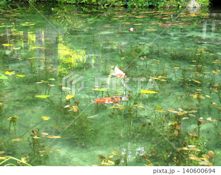 モネの池に泳ぐ鯉 モネの池に泳ぐ鯉 140600694