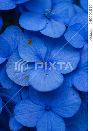 紫陽花 紫陽花 140601016