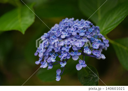 紫陽花 140601021