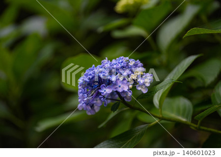 紫陽花 紫陽花 140601023