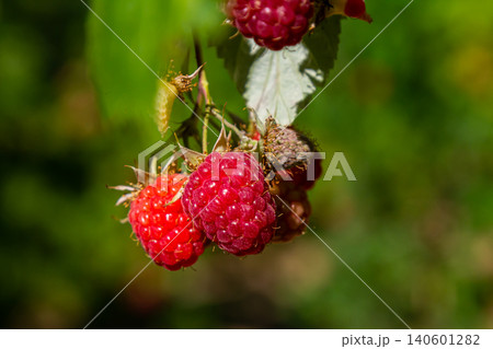Ripe red raspberries on the branches of a bush. A raspberry patch in the garden Ripe red raspberries on the branches of a bush. A raspberry patch in the garden 140601282
