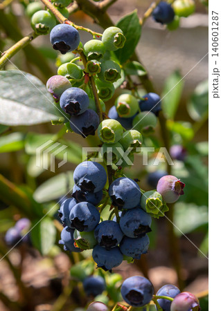 A vibrant blue huckleberry bush displaying clusters of ripening blueberries in a well-tended garden A vibrant blue huckleberry bush displaying clusters of ripening blueberries in a well-tended garden 140601287