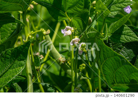 Green bean plants growing in a sunny garden with white flowers and young pods during the summer season in a thriving backyard 140601290