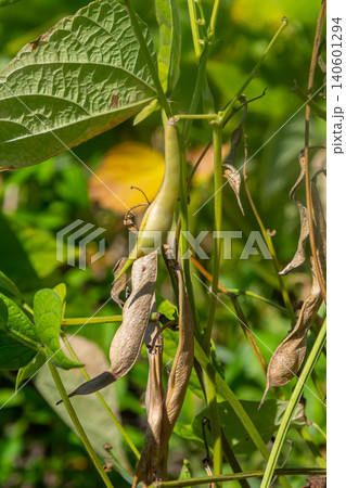 Green bean plants with ripening pods in a vibrant garden during summer season Green bean plants with ripening pods in a vibrant garden during summer season 140601294
