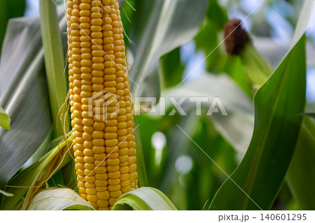 Corn cobs in corn farming fields during the harvest season can be used for roasted corn or staple food Corn cobs in corn farming fields during the harvest season can be used for roasted corn or staple food 140601295