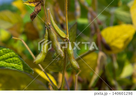 Green soybeans growing on a plant in a vibrant field during the peak of summer, showcasing agricultural productivity and nature's bounty Green soybeans growing on a plant in a vibrant field during the peak of summer, showcasing agricultural productivity and nature's bounty 140601298