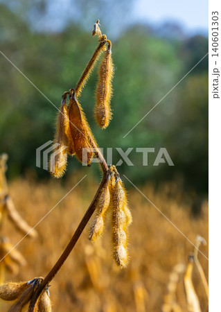 Soybean plants showcase golden pods in field during late afternoon light in rural landscape Soybean plants showcase golden pods in field during late afternoon light in rural landscape 140601303
