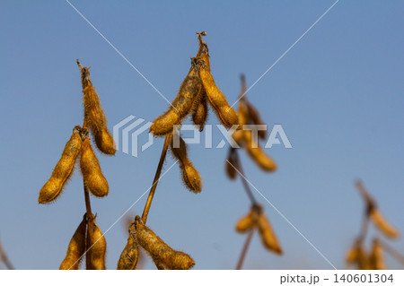 Bright yellow soybeans hang in clusters under a clear blue sky while sunlight illuminates the rich agricultural landscape in late summer Bright yellow soybeans hang in clusters under a clear blue sky while sunlight illuminates the rich agricultural landscape in late summer 140601304