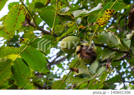 walnut tree, growing walnut in shell on branch, summer trees, green leaves, walnuts in peel walnut tree, growing walnut in shell on branch, summer trees, green leaves, walnuts in peel 140601306