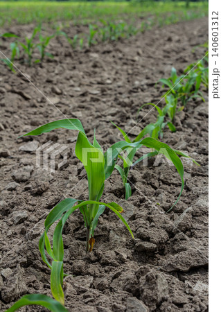 Corn plants growing in a freshly tilled field under bright sunlight during the early stages of development outdoors in summer Corn plants growing in a freshly tilled field under bright sunlight during the early stages of development outdoors in summer 140601312