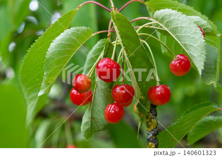Ripe sweet cherry bunch hanging on tree branches in lush green garden during warm summer day Ripe sweet cherry bunch hanging on tree branches in lush green garden during warm summer day 140601323
