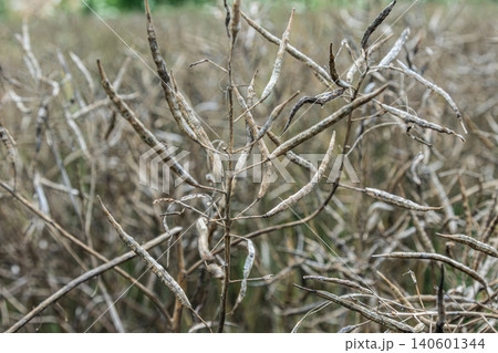 Rapeseed plants showcase their dried pods in a field during late summer highlighting the aftermath of a successful harvest Rapeseed plants showcase their dried pods in a field during late summer highlighting the aftermath of a successful harvest 140601344