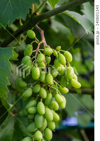 Green grapes growing on a vine in a lush vineyard during the summer season under bright sunlight in a rural area Green grapes growing on a vine in a lush vineyard during the summer season under bright sunlight in a rural area 140601345