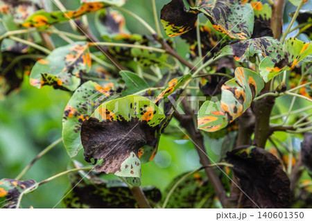 Pear tree leaves suffering from fungal disease caused by Gymnosporangium sabinae observed in a garden in mid-summer Pear tree leaves suffering from fungal disease caused by Gymnosporangium sabinae observed in a garden in mid-summer 140601350