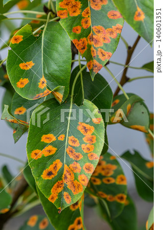 Pear tree leaves displaying symptoms of pear rust caused by Gymnosporangium sabinae in early summer conditions Pear tree leaves displaying symptoms of pear rust caused by Gymnosporangium sabinae in early summer conditions 140601351