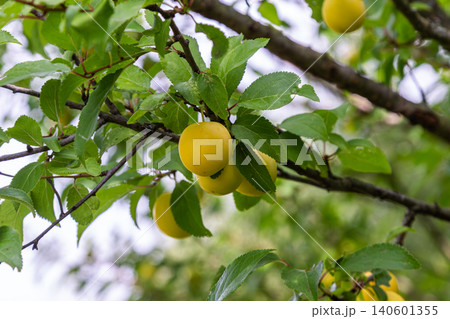 Cherry plum tree bearing ripe yellow myrobalan plums in an orchard during late spring under soft natural light Cherry plum tree bearing ripe yellow myrobalan plums in an orchard during late spring under soft natural light 140601355