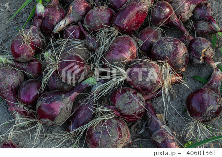 Freshly harvested red onions lying on the ground in a farm field during late afternoon light showcasing their rich color and earthy textures Freshly harvested red onions lying on the ground in a farm field during late afternoon light showcasing their rich color and earthy textures 140601361