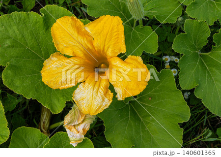 Bright yellow zucchini flower blooms amid lush green leaves in a summer garden showcasing the beauty of cucurbita pepo growth and pollination Bright yellow zucchini flower blooms amid lush green leaves in a summer garden showcasing the beauty of cucurbita pepo growth and pollination 140601365
