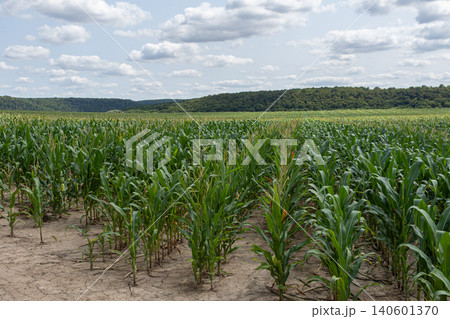 Corn field stretching towards the horizon under a cloudy sky in a rural landscape during the peak summer season showcasing healthy crop growth 140601370