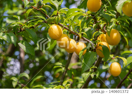 Vibrant yellow cherry plum fruits hanging on a tree branch in a sunny garden during late spring Vibrant yellow cherry plum fruits hanging on a tree branch in a sunny garden during late spring 140601372