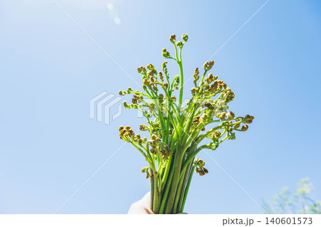 青空の下で収穫された新鮮な山菜「わらび」 青空の下で収穫された新鮮な山菜「わらび」 140601573