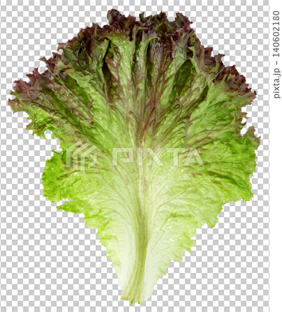 Single fresh red leaf lettuce. Isolated organic vegetable showing green and purple hues. Healthy diet and cooking ingredient for salad preparation. Top view macro close-up. 140602180