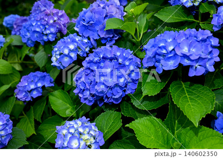 青い紫陽花 140602350