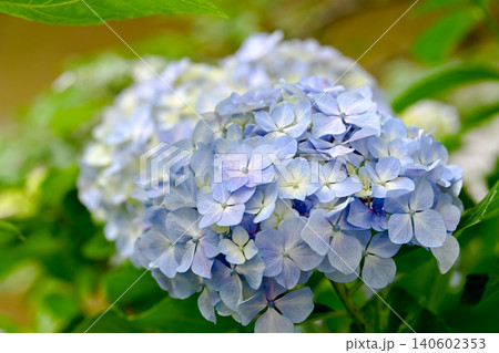 青い紫陽花 140602353