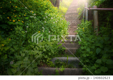 Old stairs in the forest Old stairs in the forest 140602623