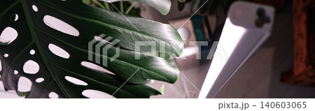 Banner. Monstera Deliciosa leaf with a vertical stylish phytolamp for full spectrum lighting. indoor plant care Banner. Monstera Deliciosa leaf with a vertical stylish phytolamp for full spectrum lighting. indoor plant care 140603065