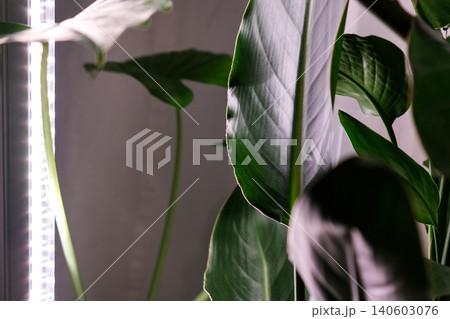 Banner. Strelitzia regina leaf with a vertical stylish phytolamp for full spectrum lighting. indoor plant care Banner. Strelitzia regina leaf with a vertical stylish phytolamp for full spectrum lighting. indoor plant care 140603076