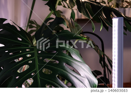 Monstera Deliciosa leaf with a vertical stylish phytolamp for full spectrum lighting. indoor plant care 140603083