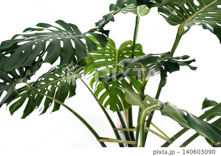 Monstera Deliciosa with Support Tape in White Pot 140603090