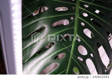 Monstera Deliciosa leaf with a vertical stylish phytolamp for full spectrum lighting. indoor plant care Monstera Deliciosa leaf with a vertical stylish phytolamp for full spectrum lighting. indoor plant care 140603093
