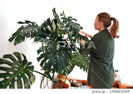 Cheese Plant Care: Middle-Aged Woman Tending to Monstera Deliciosa Cheese Plant Care: Middle-Aged Woman Tending to Monstera Deliciosa 140603094