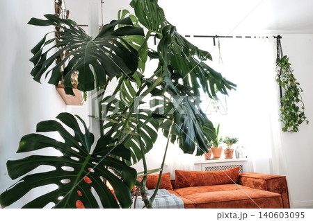 Monstera Deliciosa in Modern Fusion Interior with orange Couch Monstera Deliciosa in Modern Fusion Interior with orange Couch 140603095