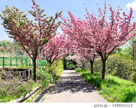 小樽公園 散策路 北海道小樽市 晴天の桜 140603123