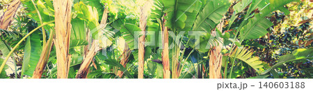 Tropical green forest Tropical green forest 140603188