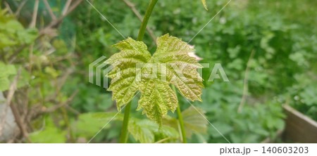 grapes leaves in the spring garden 140603203