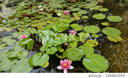 Pink water lily flower with leaves in the morning lake  140603204